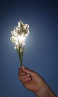 Sunbloom